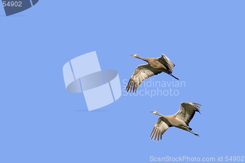 Image of two cranes