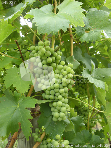 Image of Green grapes