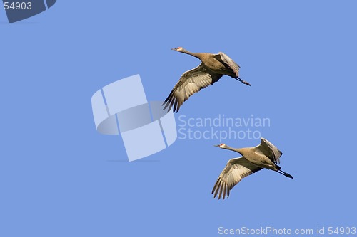 Image of two cranes