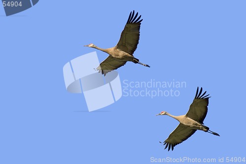 Image of two cranes