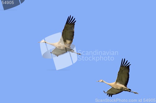 Image of two cranes