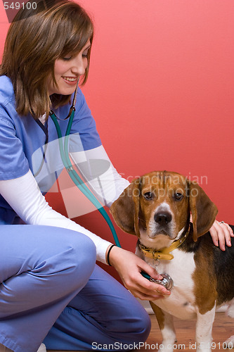 Image of Vet Checkup