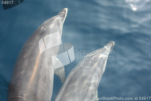 Image of two dolphins