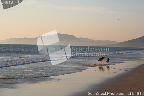 Image of dogs running on the beach