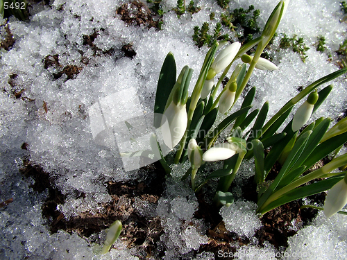 Image of Snowdrop, first spring flower
