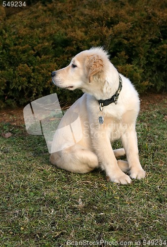 Image of Golden Retriever Puppy Watching