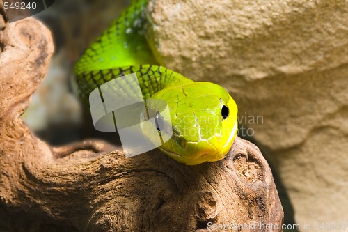 Image of Red Tailed Racer