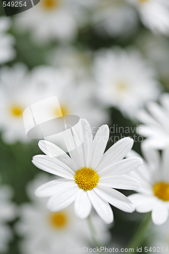 Image of Summer flowers