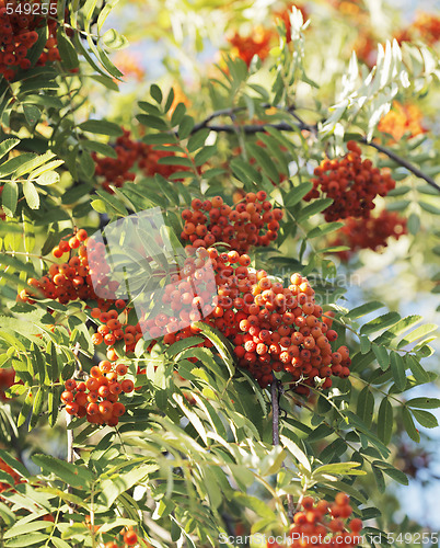 Image of Rowan berries