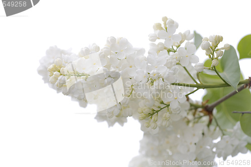 Image of White lilac