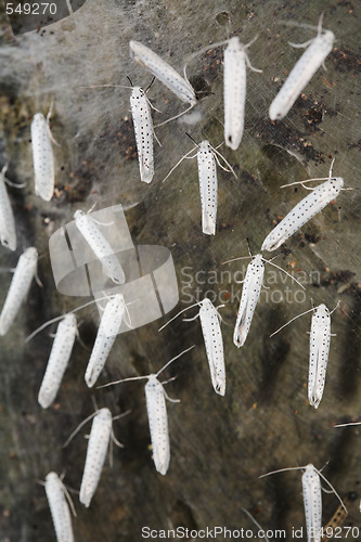 Image of Bird-cherry ermine moths