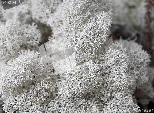 Image of Northern Reindeer Lichen