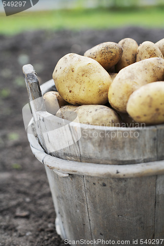 Image of Potatoes