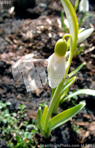 Image of On snowdrop water drop