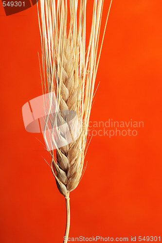 Image of Barley