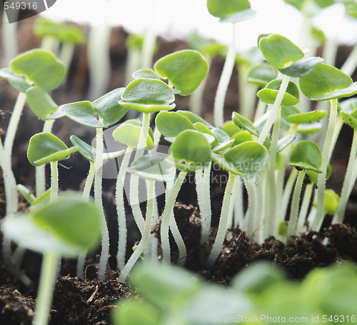 Image of Seedlings