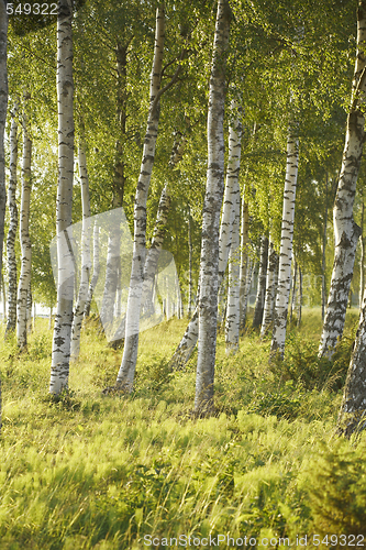 Image of Birches