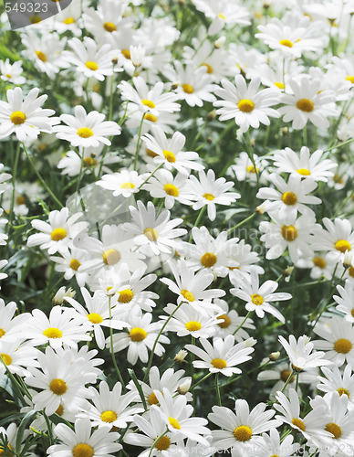 Image of Summer flowers