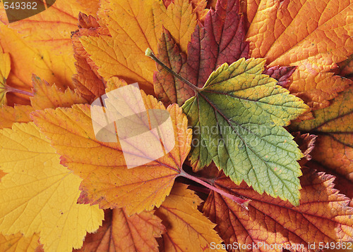 Image of Autumn leaves