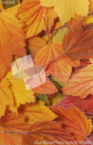 Image of Autumn leaf background