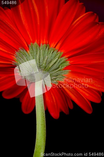 Image of red gerbera