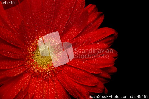 Image of red gerbera