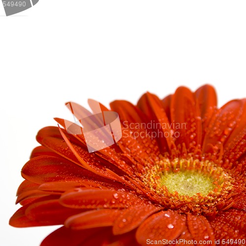 Image of red gerbera