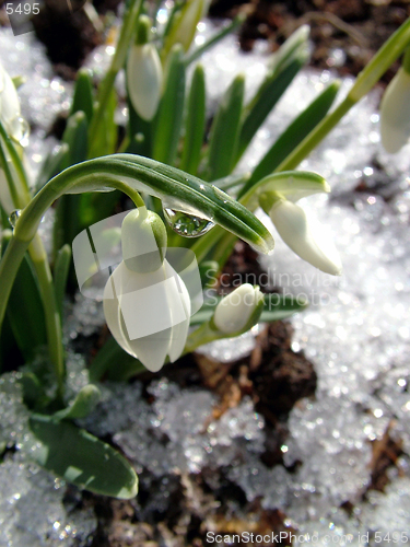 Image of Snowdrop whit watter drop, focus in drop