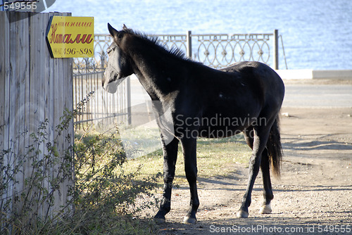 Image of Black Horse 