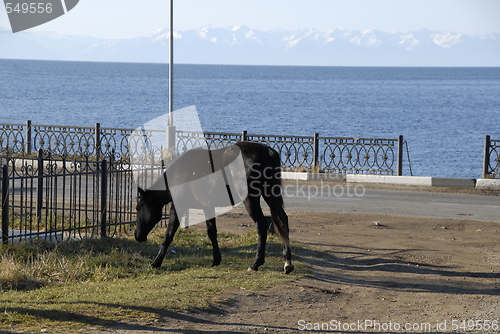 Image of Horse - Bajkal lake