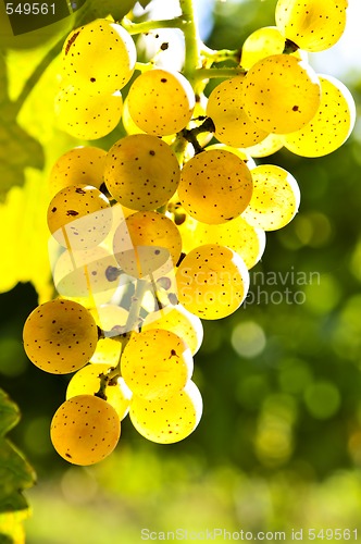 Image of Yellow grapes