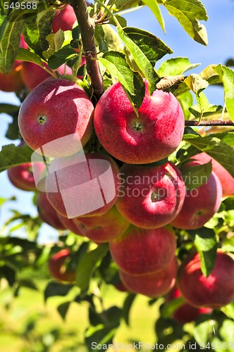 Image of Apples on tree