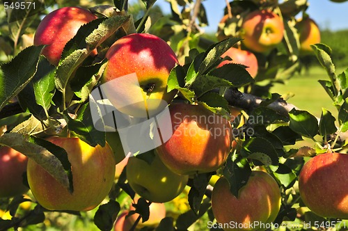 Image of Apples on tree