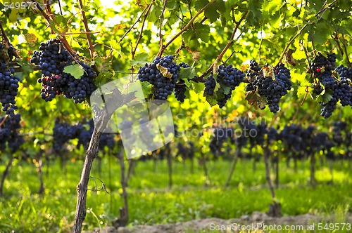 Image of Purple grapes