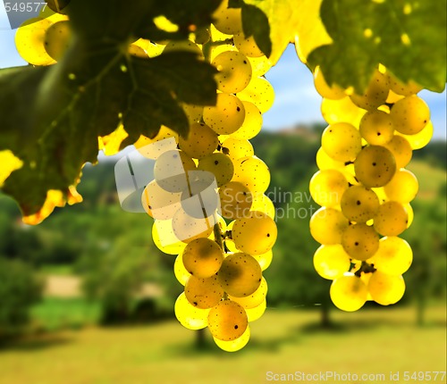 Image of Yellow grapes