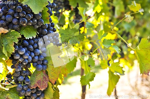 Image of Purple grapes