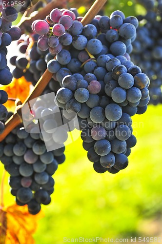 Image of Purple grapes