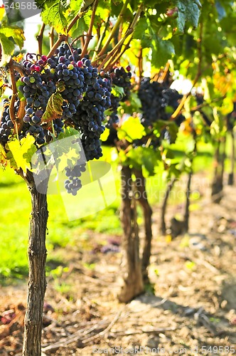 Image of Purple grapes