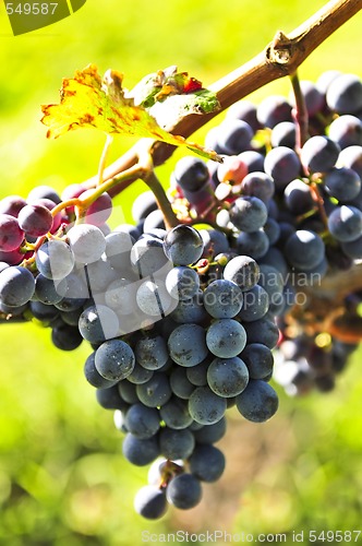 Image of Purple grapes