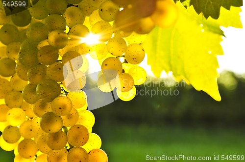 Image of Yellow grapes