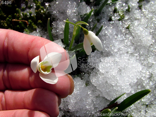 Image of Snowdrop in hand