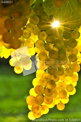 Image of Yellow grapes