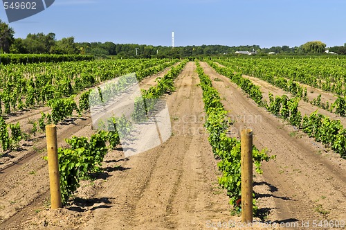 Image of Vineyard