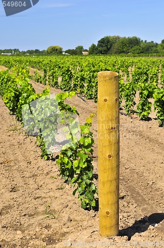 Image of Vineyard