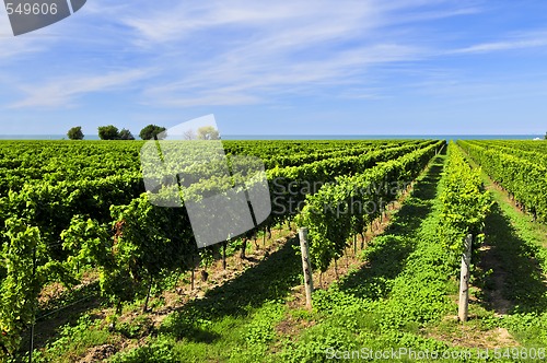 Image of Vineyard