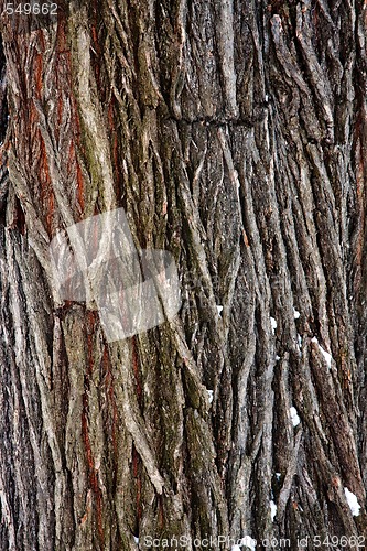 Image of Tree bark detail