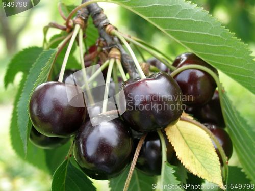 Image of cherries