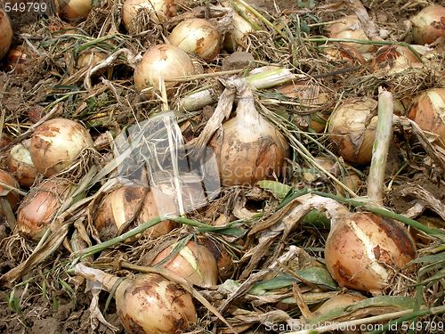 Image of onions