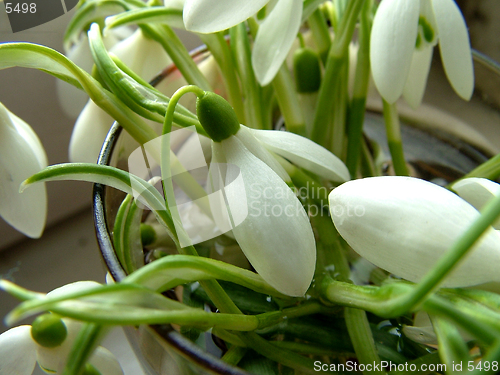 Image of Snowdrop in a glass water