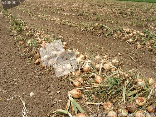 Image of onions